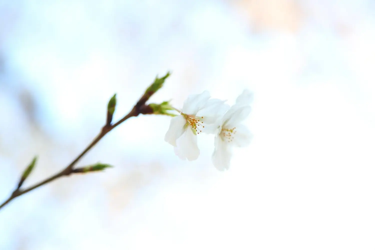 Blumenhintergrund